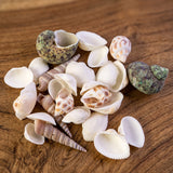 Top-down view of assorted natural decorative seashells for home styling